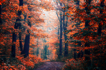 colorful autumn forest