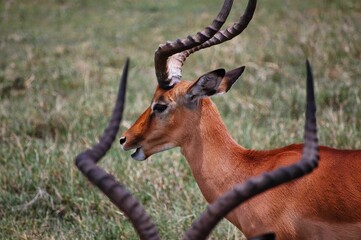 Closeup of an impala (Aepyceros melampus) in a field