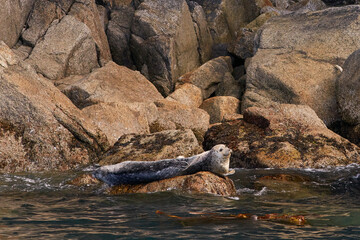 Wild Seals