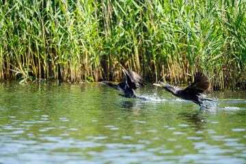 Great black cormorants in the Danube Delta
