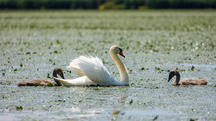 A family of Mute Swans