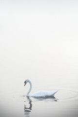 Swan paddling in lake and early morning mist