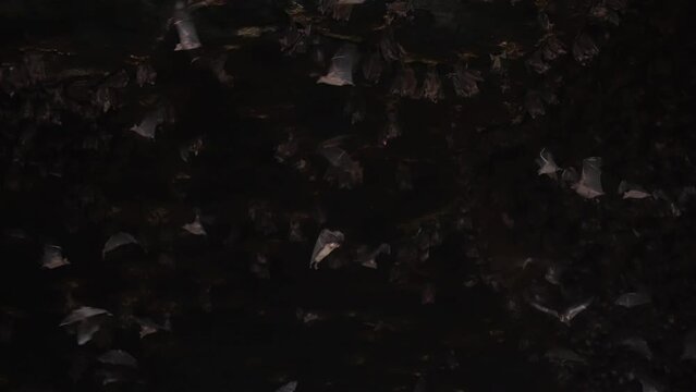 Unusual beautiful shot inside a dark stone cave with bats hanging on stone arches and flying around waving their big wings. The House of bats in slow motion. film grain texture. pixel texture.