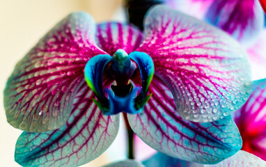 Macro of blossomed orchid flower with water drops