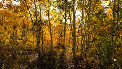 Fototapeta na wymiar Fall colors in Utah on the Timpanogos Highway and Alpine Loop in October. 