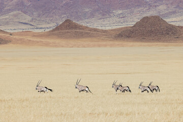 group of oryx antelopes (gemsbok) in the African plains