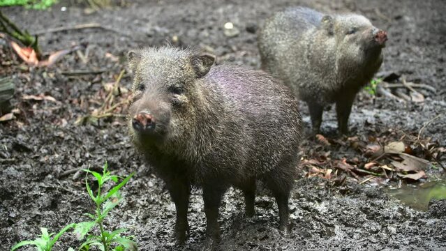 Close Up Of Collared Peccaries Sniffing