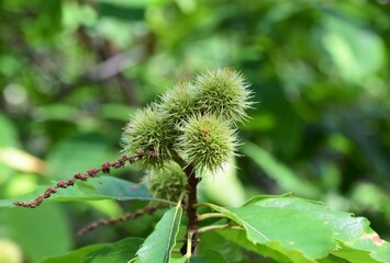 Sweet chesnut