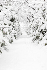 Schneebedeckte Bäume im Winter