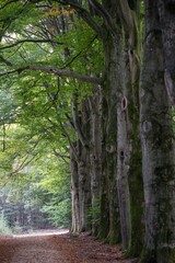 forrest in the autumn