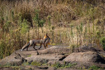 Fox with fish in the mouth.