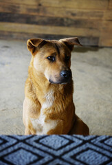 Portrait of a home dog sitting on the home ground