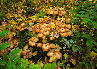 Hallimasch; Dunkler Hallimasch oder Gemeiner Hallimasch; Armillaria ostoyae; honey agaric; honey fungus; dark honey fungus