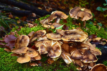 Fototapeta premium Hallimasch; Dunkler Hallimasch oder Gemeiner Hallimasch; Armillaria ostoyae; honey agaric; honey fungus; dark honey fungus