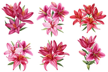 Lilies set, pink flowers on isolated white background, watercolor illustration, greeting card