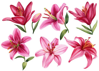 lilies, set pink flowers on isolated white background, watercolor illustration. Lily flora - obrazy, fototapety, plakaty
