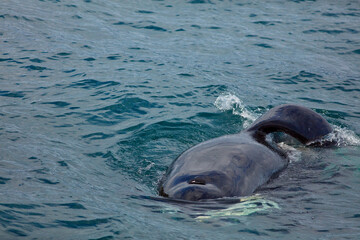 Fototapeta premium Wild Orca