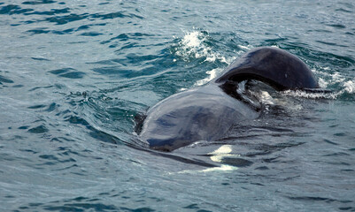 Wild Orca