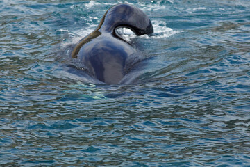 Wild Orca
