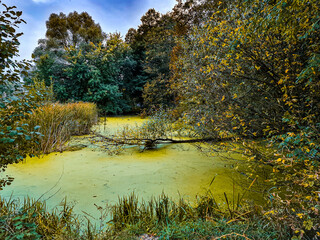 Fototapeta na wymiar Beautiful autumn landscape of the yellowed forest lake overgrown