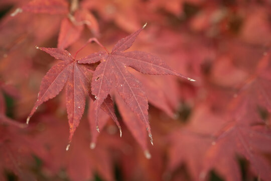 abstract closeup macro of red maple leaves in autumn colors - Powered by Adobe