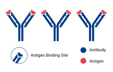 Recognition mechanism of antibody to antigen. Each type of antibody binds only to a specific antigen. Interaction is taking place in the paratope and epitope regions. Vector icons