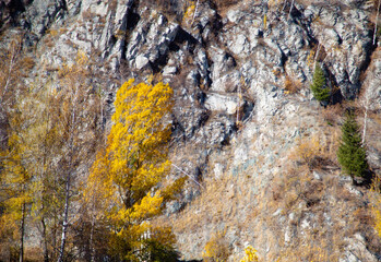 Yellowed tree in autumn in the mountains. Nature in the mountains.
