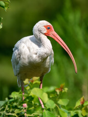 Naklejka premium american adult white ibis perched in a tree