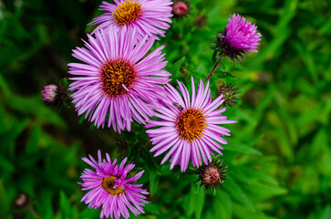 Autumn Aster flowers with water drops