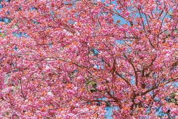Blooming tree. Flowering Japanese cherry tree or sakura in the spring.