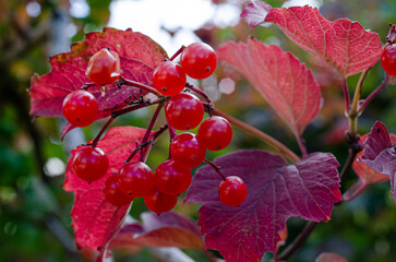 Viburnum opulus berries and leaves outdoor in autumn fall.