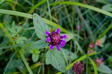 Autumn Aster flowers with water drops