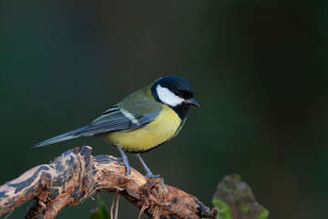 cute little bird in yellow black colors,Great Tit, Parus major
