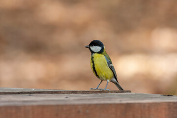 cute little bird in yellow black colors,Great Tit, Parus major