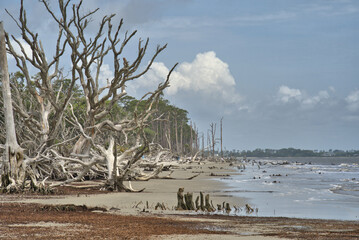 Twisted Dead Trees on the northern end of Jekyll Island