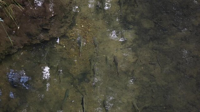 Trout stocking in a stream right before spawning, large group of fish side by side, top down perspective