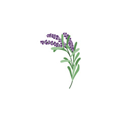 Lavender flower logo. Botanical hand drawn vintage floral collection