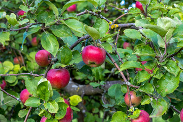 Nahaufnahme mehrerer roter Äpfel, die an einem Apfelbaum in einer Obstplantage hängen. Die Äpfel sind reif und kurz vor der Ernte