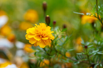 Beautiful tagetes flowers on a city flowerbed on a sunny summer day	