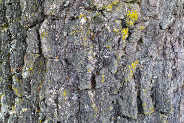 Close up of the rough brown bark of an old tree as a texture for a background