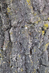 Close up photo of the mossy rough bark of an old oak tree in the forest as a sign of aging