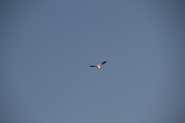 Fototapeta premium black headed gull in flight