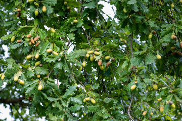 Several green acorns hanging at the branches of an oak tree beside green leafs in early autumn