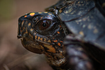 close-up macro of tortoise or turtle head and view of eyes and face