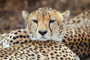 Gepard