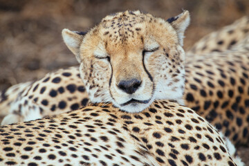 Gepard schlafend © Michel