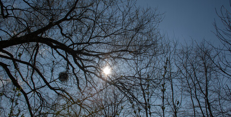 Sun through the tree