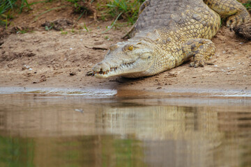 Krokodil
