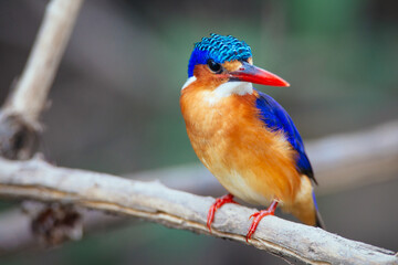 King Fisher