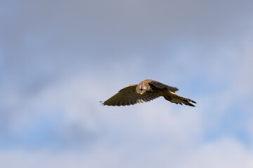 Kestrel hovering over a field near East Grinstead looking for prey